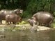 Todos los ojos para una cría de hipopótamo