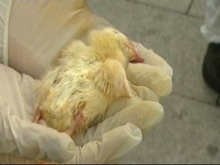 Por los derechos de los animales