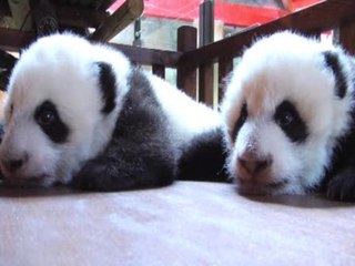 Los pandas, de la incubadora a la &#039;cuna&#039;