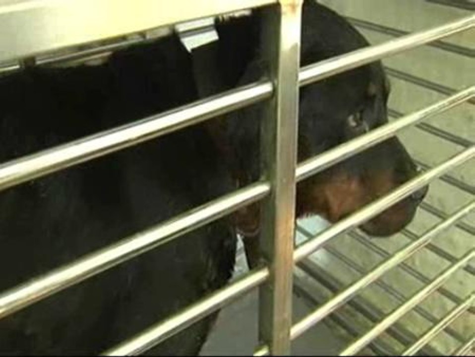 Los dos rottweiler agresores son trasladados a un centro para animales abandonados