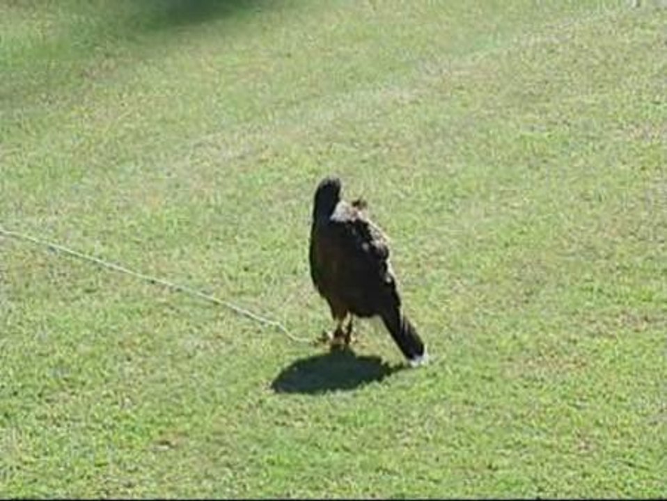 Dos águilas peruanas vigilan el césped de Mestalla