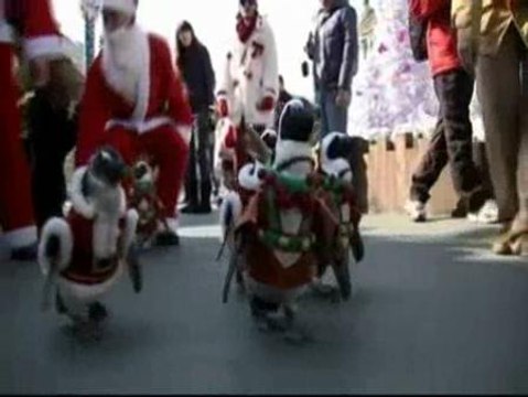 Pingüinos de Papa Noel