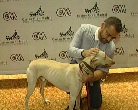 Gala solidaria a favor de los galgos.