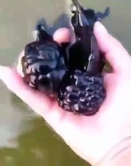 Böğürtlene benzeyen bu balığı daha önce gördünüz mü?