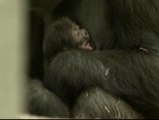 Tiernas imágenes de un bebé gorila