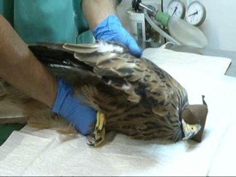 Tres de cada cuatro aves están en peligro de extinción