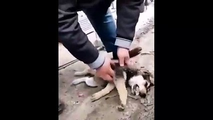 Download Video: Rize'de bir vatandaş kalbi duran köpeğe kalp masajı yaptı