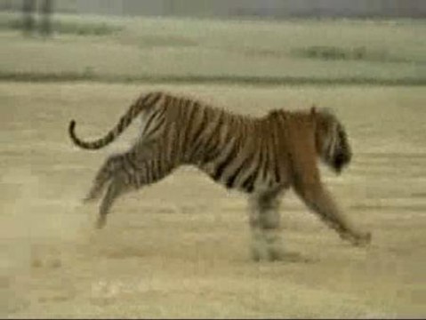 Un tigre de Bengala siembra el pánico en una aldea de La India