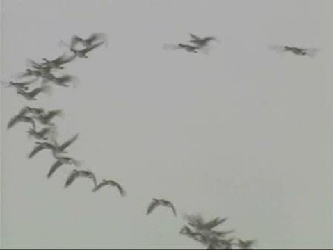 Científicos debaten por qué los pájaros vuelan en formación sin provocar un atasco