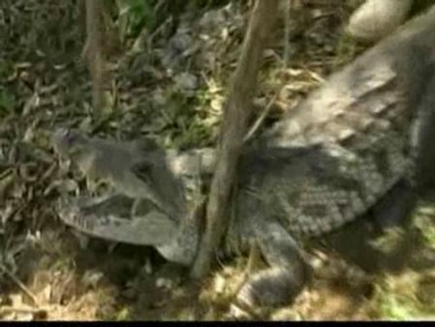 Rescatados 280 cocodrilos