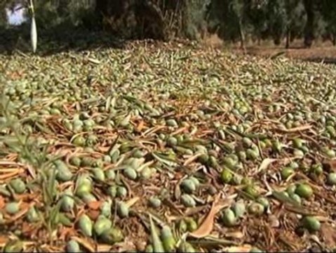 La granizada de hace dos días destroza los olivares extremeños