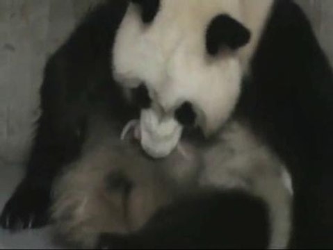 Nacen dos crías de oso panda en el Zoo Aquarium de Madrid