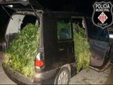 Cuatro jóvenes detenidos cuando transportaban marihuana en un vehículo