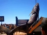 Una ballena sorprende a los bañistas en Mazagón (Huelva)
