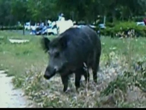 Los jabalíes campan a sus anchas por Madrid y Barcelona
