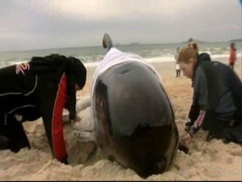 Rescatadas nueve ballenas varadas en una playa de Nueva Zelanda