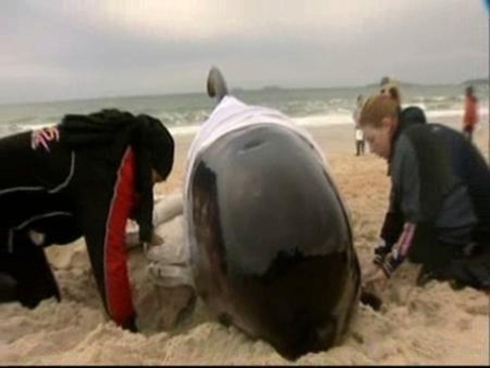 Rescatadas nueve ballenas varadas en una playa de Nueva Zelanda