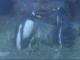Nacen en el Oceanográfico cuatro pingüinos de Papúa y cinco leones marinos