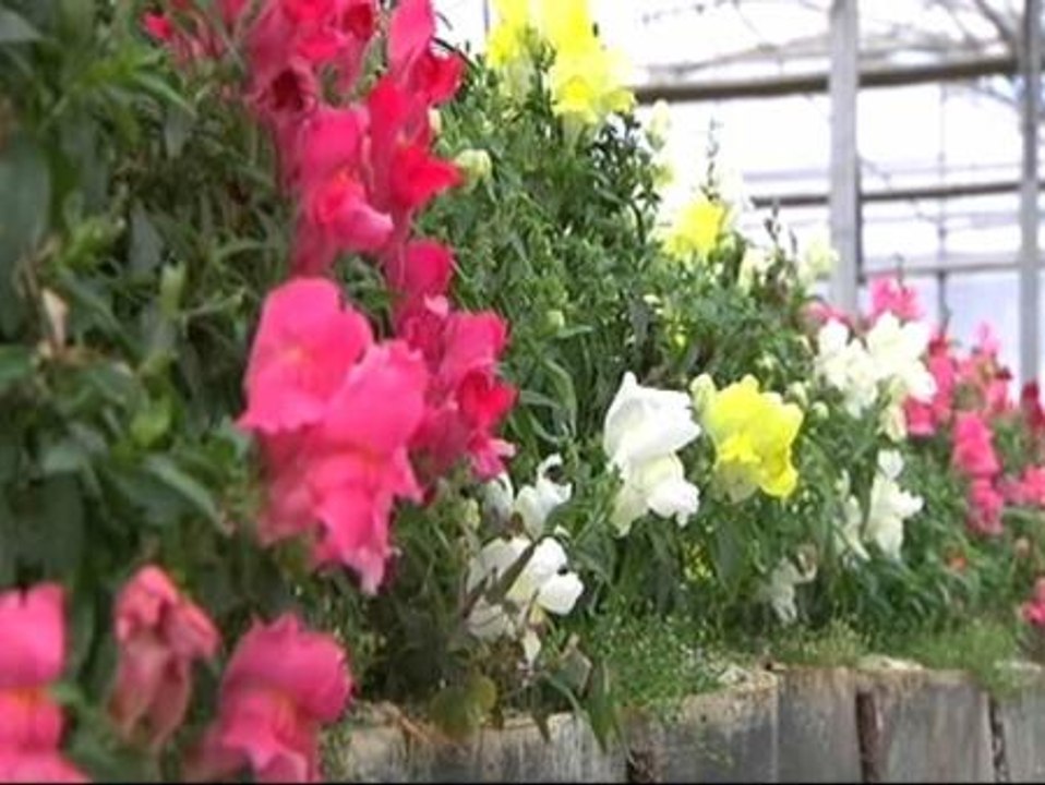 Las flores no se comen... ¿o si?