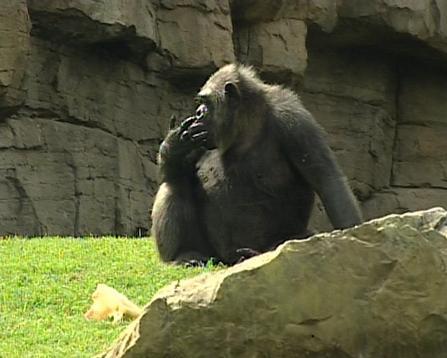 Un "día especial" para los chimpancés de Bioparc