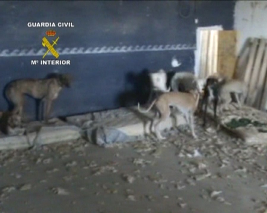 Rescatados 24 galgos en malas condiciones