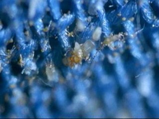 Un viaje al mundo microscópico