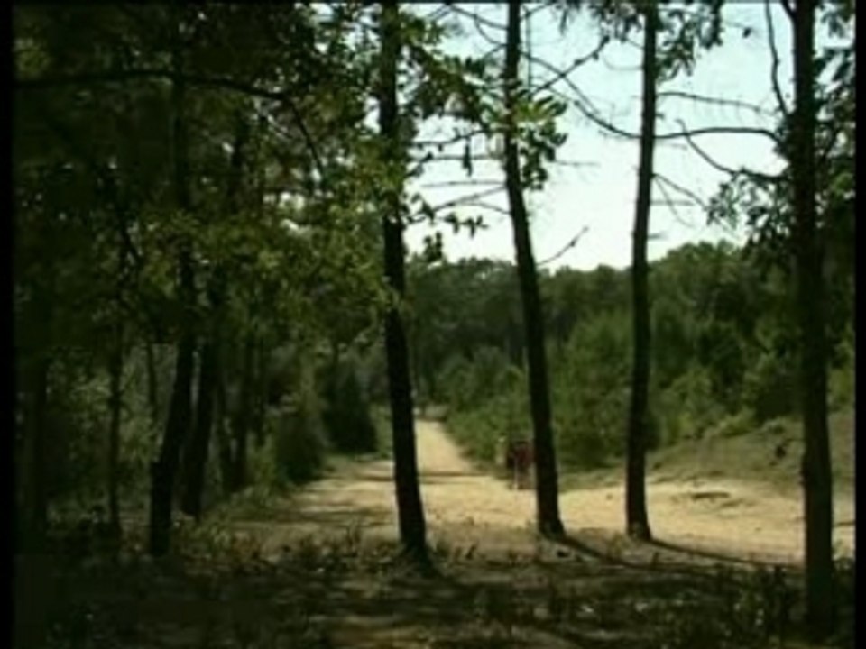 La forêt de pins à Saint-Jean-de-monts (85160)