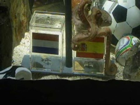 El Pulpo Paul no tiene dudas: España será campeona