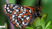 Inmates Help Raise Hundreds Of Endangered Butterflies