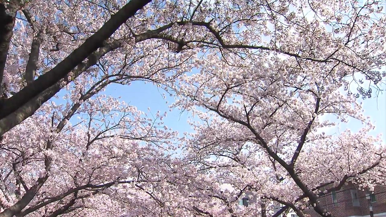 연분홍 벚꽃 향연...진해 군항제 개막 / YTN