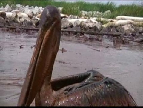 Numerosas especies son víctima del vertido de Lousiana