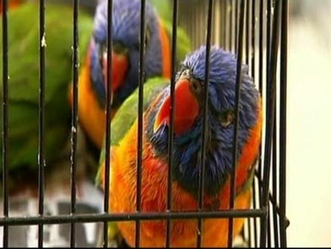 Loros borrachos caen de los árboles en Australia