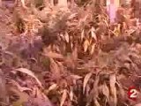 Reportage cannabis france, belgique, suisse, canada