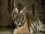 Denuncian al propietario de seis tigres de Bengala por abandonarlos en una finca