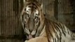 Denuncian al propietario de seis tigres de Bengala por abandonarlos en una finca