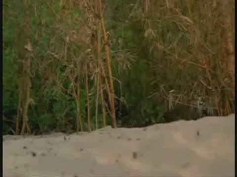 05 El final de 'Perdidos' era un sueño del perro 'Vincent'