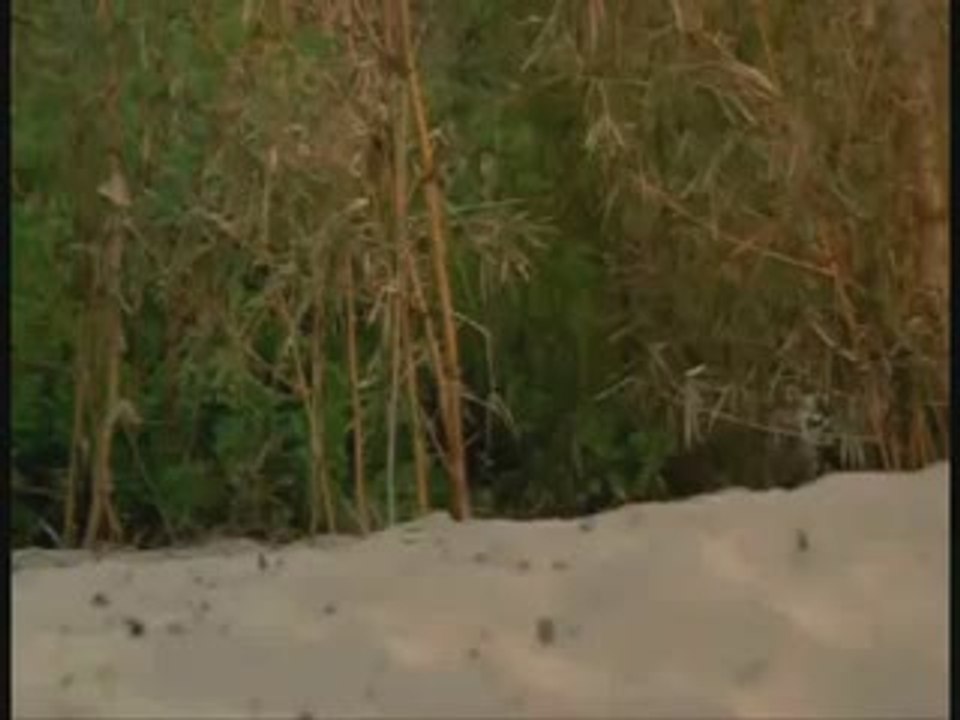 05 El final de 'Perdidos' era un sueño del perro 'Vincent'