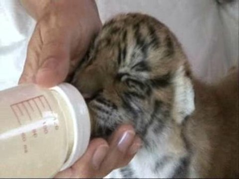 Nacen dos tigres de bengala en el Circo Americano instalado en Pamplona