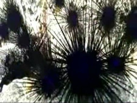 Investigan las propiedades gastronómicas de los erizos de mar