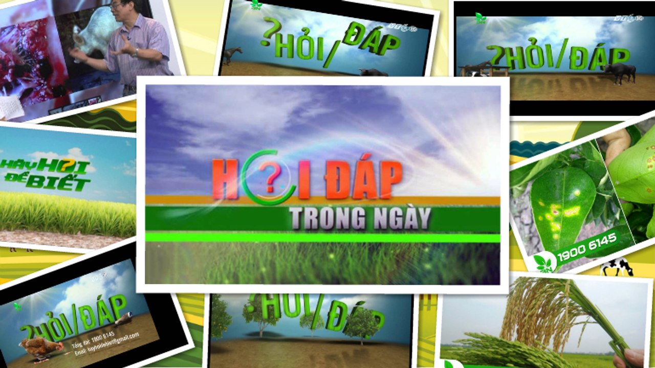 Hỏi đáp trong ngày-31/03/2019