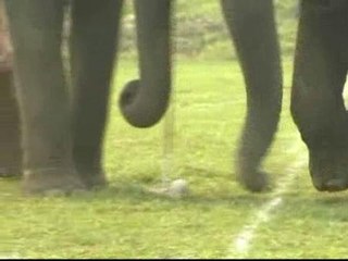 Los elefantes juegan al polo