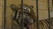 Siete tigres se escapan de un zoo de Gran Canaria
