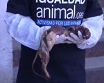 Activistas contra la explotación animal