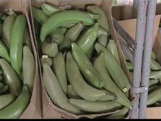 La policía descubre 100 kilos de cocaína camuflada en las cajas de plátanos de varios supermercados de Madrid
