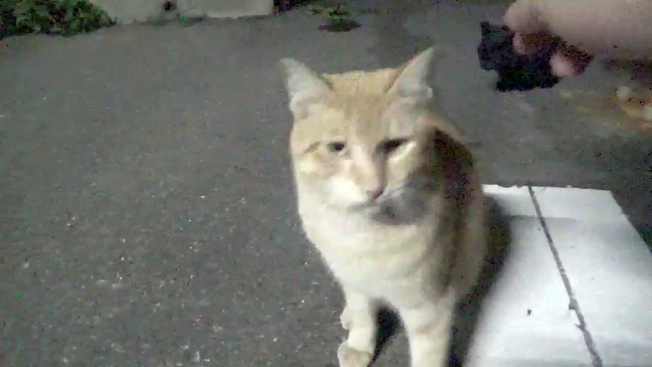 Night walk cat
