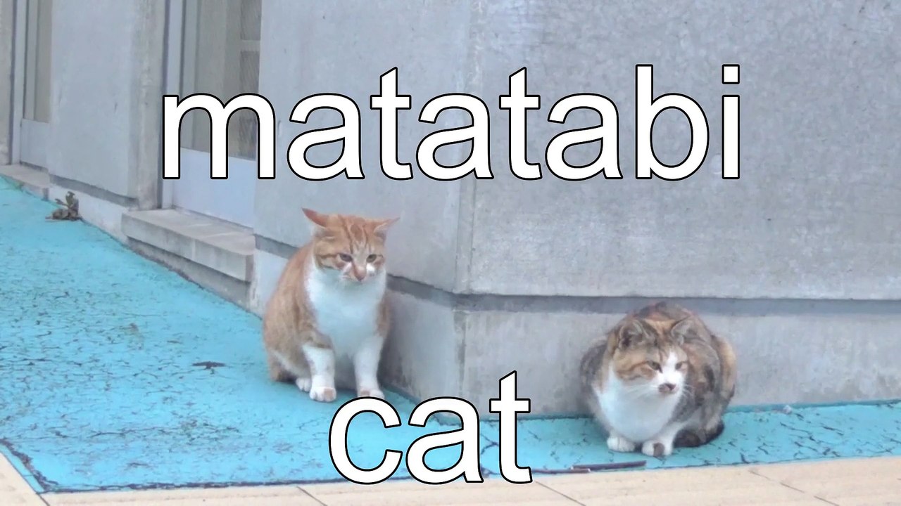 matatabi and cat