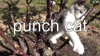 Japanese park Cat punched from a tree