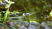 แมลงปอผสมพันธุ์วางไข่ Dragonflies mating, laying eggs