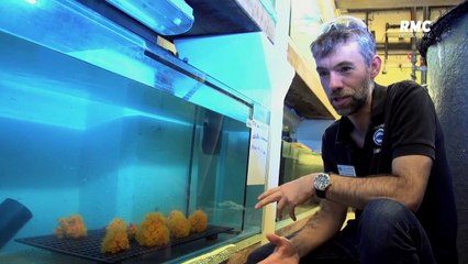 NAUSICAA, LE PLUS GRAND AQUARIUM D'EUROPE