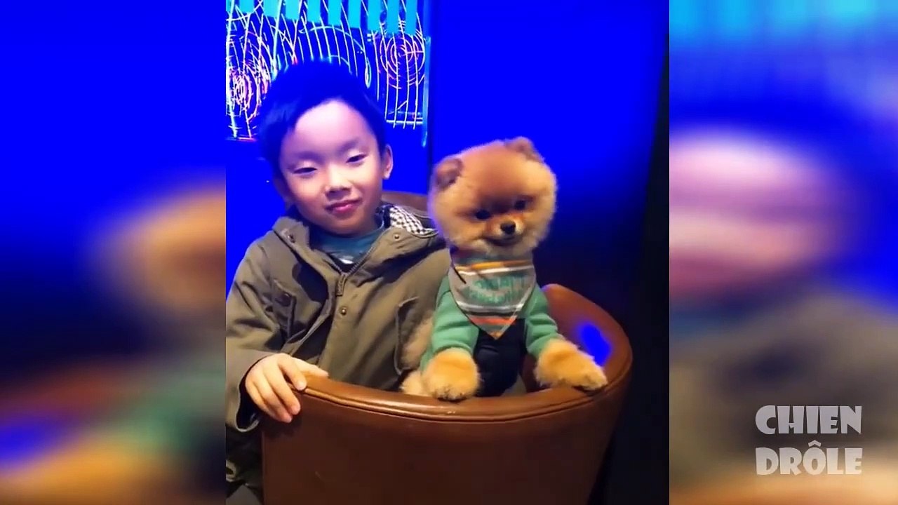 vidéo de chien drôle partie 1